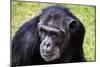 A chimpanzee with beautiful brown eyes.-Larry Richardson-Mounted Photographic Print