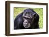 A chimpanzee with beautiful brown eyes.-Larry Richardson-Framed Photographic Print