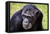 A chimpanzee with beautiful brown eyes.-Larry Richardson-Framed Stretched Canvas