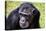 A chimpanzee with beautiful brown eyes.-Larry Richardson-Stretched Canvas