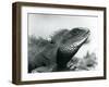 A Chinese/Asian/Thai/Green Water Dragon at London Zoo in August 1928 (B/W Photo)-Frederick William Bond-Framed Giclee Print