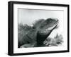 A Chinese/Asian/Thai/Green Water Dragon at London Zoo in August 1928 (B/W Photo)-Frederick William Bond-Framed Giclee Print