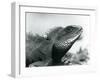 A Chinese/Asian/Thai/Green Water Dragon at London Zoo in August 1928 (B/W Photo)-Frederick William Bond-Framed Giclee Print