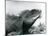 A Chinese/Asian/Thai/Green Water Dragon at London Zoo in August 1928 (B/W Photo)-Frederick William Bond-Mounted Giclee Print