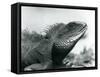 A Chinese/Asian/Thai/Green Water Dragon at London Zoo in August 1928 (B/W Photo)-Frederick William Bond-Framed Stretched Canvas