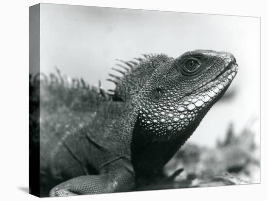 A Chinese/Asian/Thai/Green Water Dragon at London Zoo in August 1928 (B/W Photo)-Frederick William Bond-Stretched Canvas