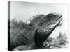 A Chinese/Asian/Thai/Green Water Dragon at London Zoo in August 1928 (B/W Photo)-Frederick William Bond-Stretched Canvas