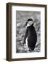 A chinstrap penguin-Natalie Tepper-Framed Photo