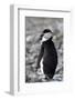 A chinstrap penguin-Natalie Tepper-Framed Photo