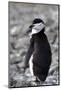 A chinstrap penguin-Natalie Tepper-Mounted Photo