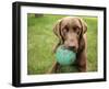 A Chocolate Labrador Holds a Green Ball-John Kershner-Framed Photographic Print