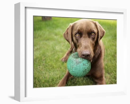 A Chocolate Labrador Holds a Green Ball-John Kershner-Framed Photographic Print