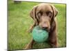 A Chocolate Labrador Holds a Green Ball-John Kershner-Mounted Photographic Print