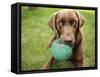 A Chocolate Labrador Holds a Green Ball-John Kershner-Framed Stretched Canvas