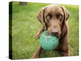 A Chocolate Labrador Holds a Green Ball-John Kershner-Stretched Canvas