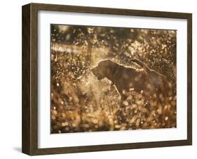 A Chocolate Labrador with a Ball in its Mouth Surrounded by Rain Soaked Foliage-Alex Saberi-Framed Photographic Print