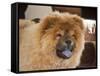 A Chow Chow Puppy Standing Indoors with Tan Background-Zandria Muench Beraldo-Framed Stretched Canvas