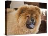 A Chow Chow Puppy Standing Indoors with Tan Background-Zandria Muench Beraldo-Stretched Canvas