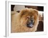 A Chow Chow Puppy Standing Indoors with Tan Background-Zandria Muench Beraldo-Framed Photographic Print