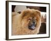 A Chow Chow Puppy Standing Indoors with Tan Background-Zandria Muench Beraldo-Framed Photographic Print