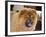 A Chow Chow Puppy Standing Indoors with Tan Background-Zandria Muench Beraldo-Framed Photographic Print