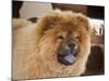 A Chow Chow Puppy Standing Indoors with Tan Background-Zandria Muench Beraldo-Mounted Photographic Print