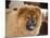 A Chow Chow Puppy Standing Indoors with Tan Background-Zandria Muench Beraldo-Mounted Photographic Print