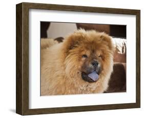 A Chow Chow Puppy Standing Indoors with Tan Background-Zandria Muench Beraldo-Framed Photographic Print