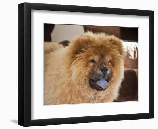 A Chow Chow Puppy Standing Indoors with Tan Background-Zandria Muench Beraldo-Framed Photographic Print