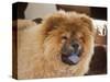 A Chow Chow Puppy Standing Indoors with Tan Background-Zandria Muench Beraldo-Stretched Canvas