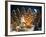 A Christmas Forest Scene with Father Christmas-null-Framed Photographic Print