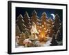 A Christmas Forest Scene with Father Christmas-null-Framed Photographic Print
