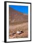 A Church in Machuca, Atacama Desert, Chile and Bolivia-Françoise Gaujour-Framed Photographic Print