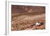 A Church in the Atacama Desert, Chile and Bolivia-Françoise Gaujour-Framed Photographic Print