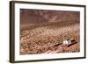 A Church in the Atacama Desert, Chile and Bolivia-Françoise Gaujour-Framed Photographic Print