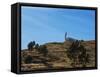 A Church Near Lake Titicaca-Alex Saberi-Framed Stretched Canvas