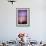 A Clam Shell Sits on a Beach While a Rainbow Appears on the Island of Mamutik, Borneo, Malaysia-Dan Holz-Framed Photographic Print displayed on a wall