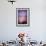 A Clam Shell Sits on a Beach While a Rainbow Appears on the Island of Mamutik, Borneo, Malaysia-Dan Holz-Framed Photographic Print displayed on a wall