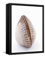 A Clam-Alain Caste-Framed Stretched Canvas