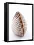 A Clam-Alain Caste-Framed Stretched Canvas