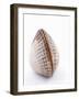 A Clam-Alain Caste-Framed Photographic Print