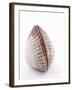 A Clam-Alain Caste-Framed Photographic Print