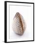 A Clam-Alain Caste-Framed Photographic Print