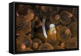 A Clark's Anemonefish Nuggles into the Tentacles of its Host Anemone-Stocktrek Images-Framed Stretched Canvas