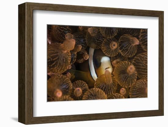 A Clark's Anemonefish Nuggles into the Tentacles of its Host Anemone-Stocktrek Images-Framed Photographic Print