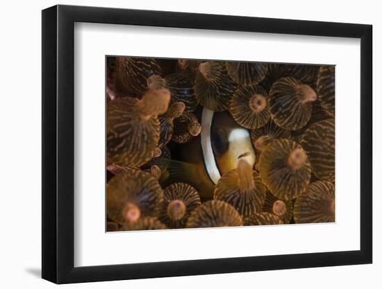 A Clark's Anemonefish Nuggles into the Tentacles of its Host Anemone-Stocktrek Images-Framed Photographic Print