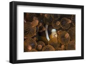 A Clark's Anemonefish Nuggles into the Tentacles of its Host Anemone-Stocktrek Images-Framed Photographic Print