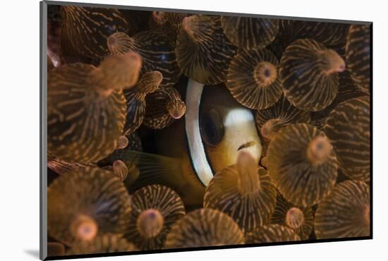 A Clark's Anemonefish Nuggles into the Tentacles of its Host Anemone-Stocktrek Images-Mounted Photographic Print