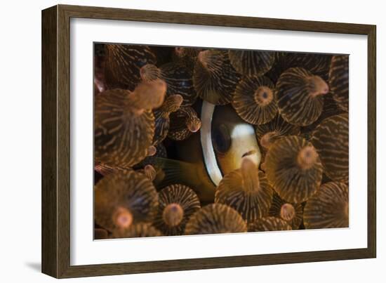 A Clark's Anemonefish Nuggles into the Tentacles of its Host Anemone-Stocktrek Images-Framed Photographic Print