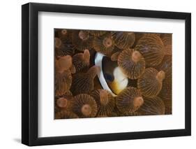 A Clark's Anemonefish Nuggles into the Tentacles of its Host Anemone-Stocktrek Images-Framed Photographic Print